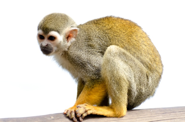 monkey xtc pill
