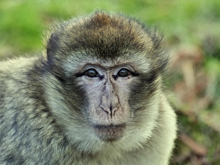 monkey x pill