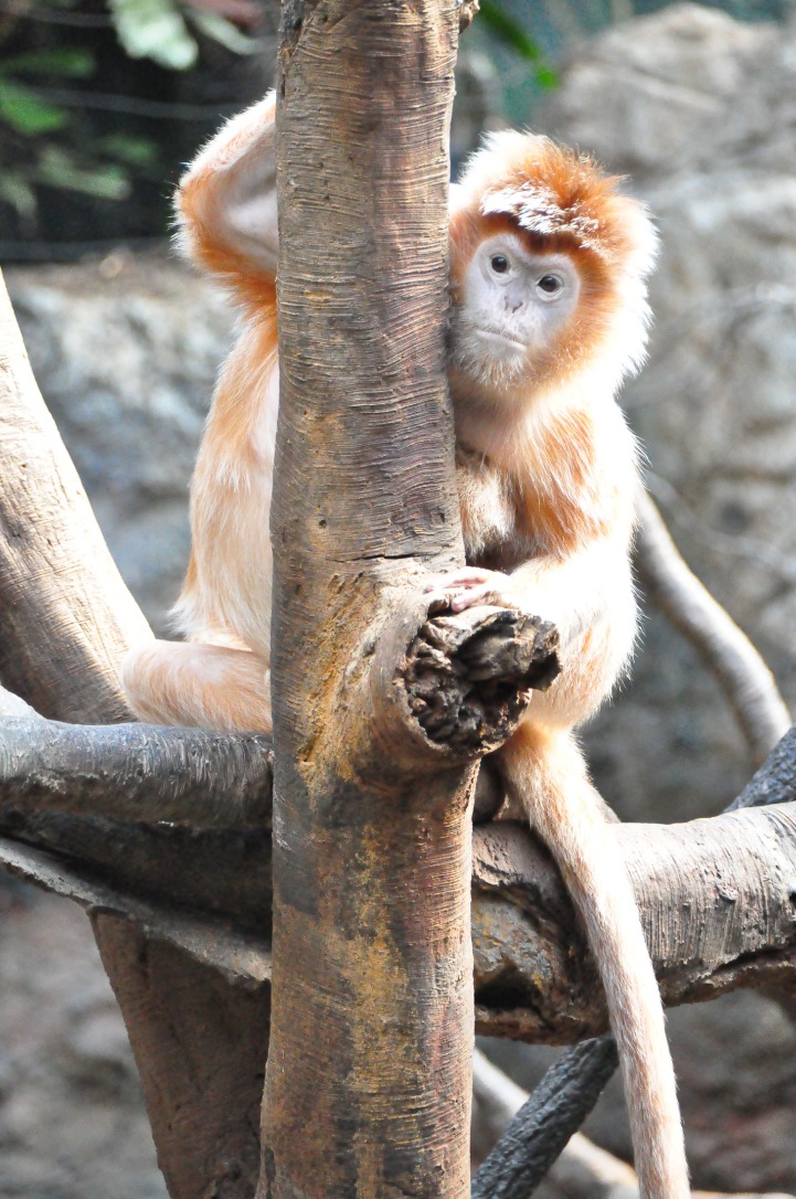monkey x pill